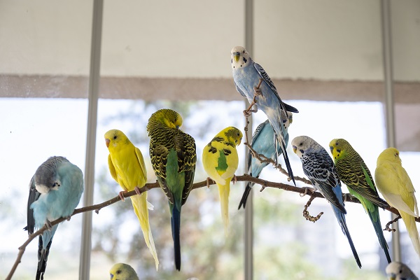 Foto - Bu kuşların her biri enkazdan çıkarıldı