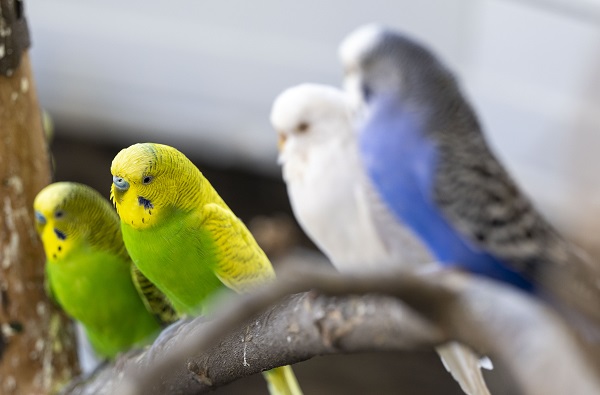 Foto - Bu kuşların her biri enkazdan çıkarıldı