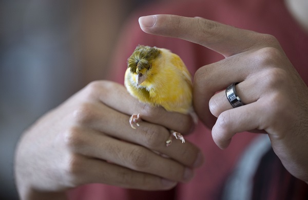 Foto - Bu kuşların her biri enkazdan çıkarıldı