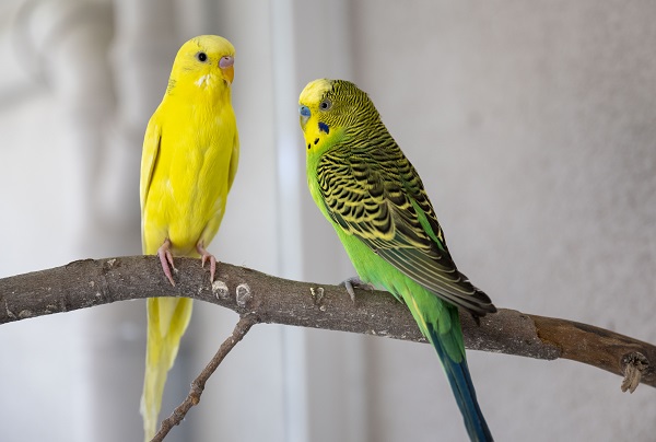 Foto - Bu kuşların her biri enkazdan çıkarıldı