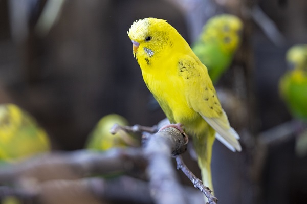 Foto - Bu kuşların her biri enkazdan çıkarıldı