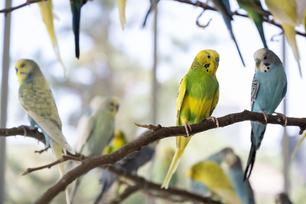 Foto - Bu kuşların her biri enkazdan çıkarıldı