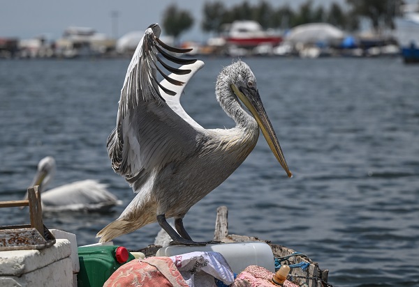 Foto - Bu kuşların nesli tükenmekte!