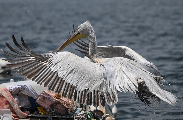 Foto - Bu kuşların nesli tükenmekte!