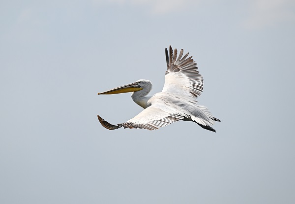 Foto - Bu kuşların nesli tükenmekte!