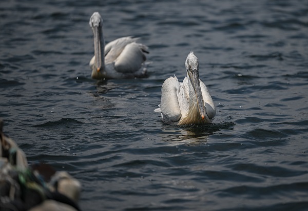 Foto - Bu kuşların nesli tükenmekte!