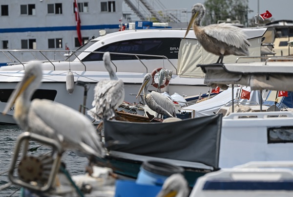 Foto - Bu kuşların nesli tükenmekte!