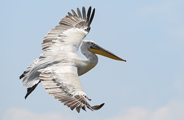 Foto - Bu kuşların nesli tükenmekte!