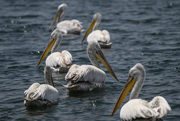 Foto - Bu kuşların nesli tükenmekte!