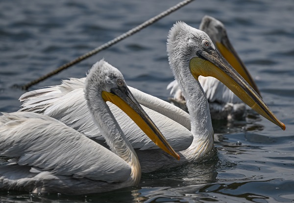 Foto - Bu kuşların nesli tükenmekte!