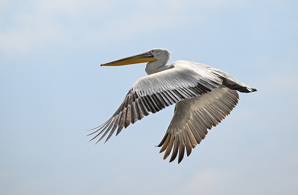 Foto - Bu kuşların nesli tükenmekte!