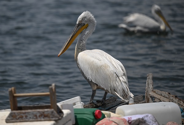 Bu kuşların nesli tükenmekte!