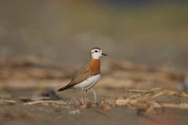 Foto - Bu kuşu görmek neredeyse imkansızdı!