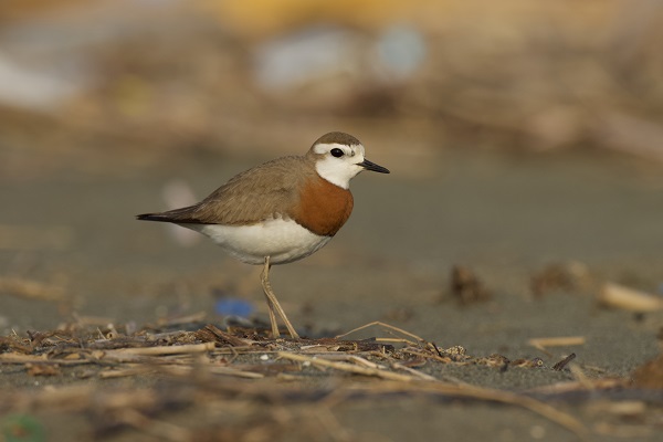 Foto - Bu kuşu görmek neredeyse imkansızdı!