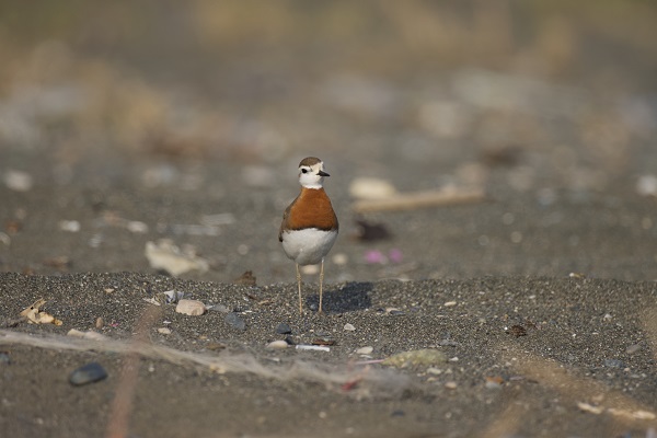 Foto - Bu kuşu görmek neredeyse imkansızdı!