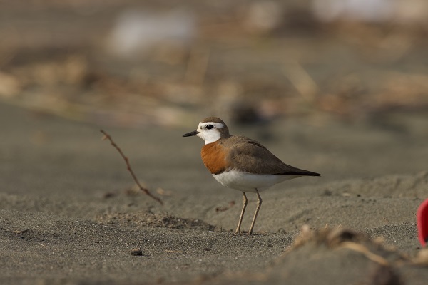 Foto - Bu kuşu görmek neredeyse imkansızdı!