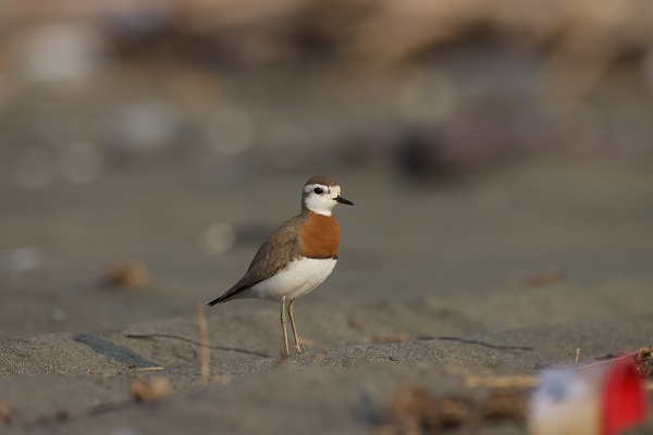 Foto - Bu kuşu görmek neredeyse imkansızdı!