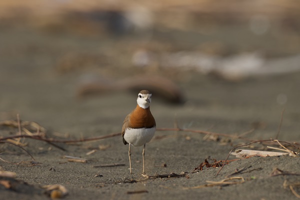 Foto - Bu kuşu görmek neredeyse imkansızdı!