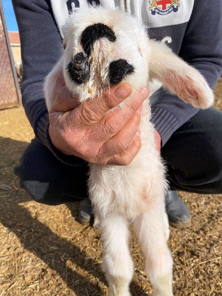 Foto - Bu kuzu herkesi şaşkına çevirdi