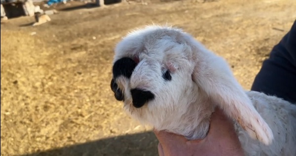 Bu kuzu herkesi şaşkına çevirdi