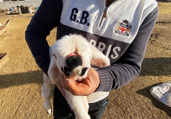 Foto - Bu kuzu herkesi şaşkına çevirdi