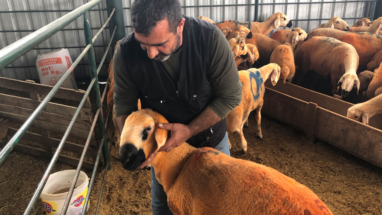 Foto - Bu kuzular sıradan değil! Sivas kangalı kuzular göz kamaştırıyor