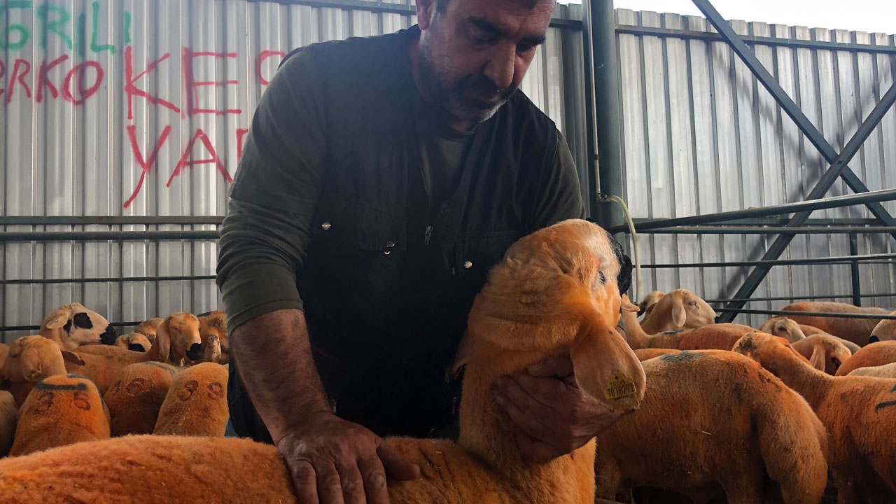 Foto - Bu kuzular sıradan değil! Sivas kangalı kuzular göz kamaştırıyor