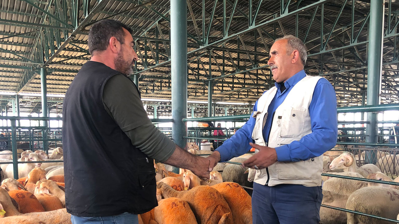 Foto - Bu kuzular sıradan değil! Sivas kangalı kuzular göz kamaştırıyor