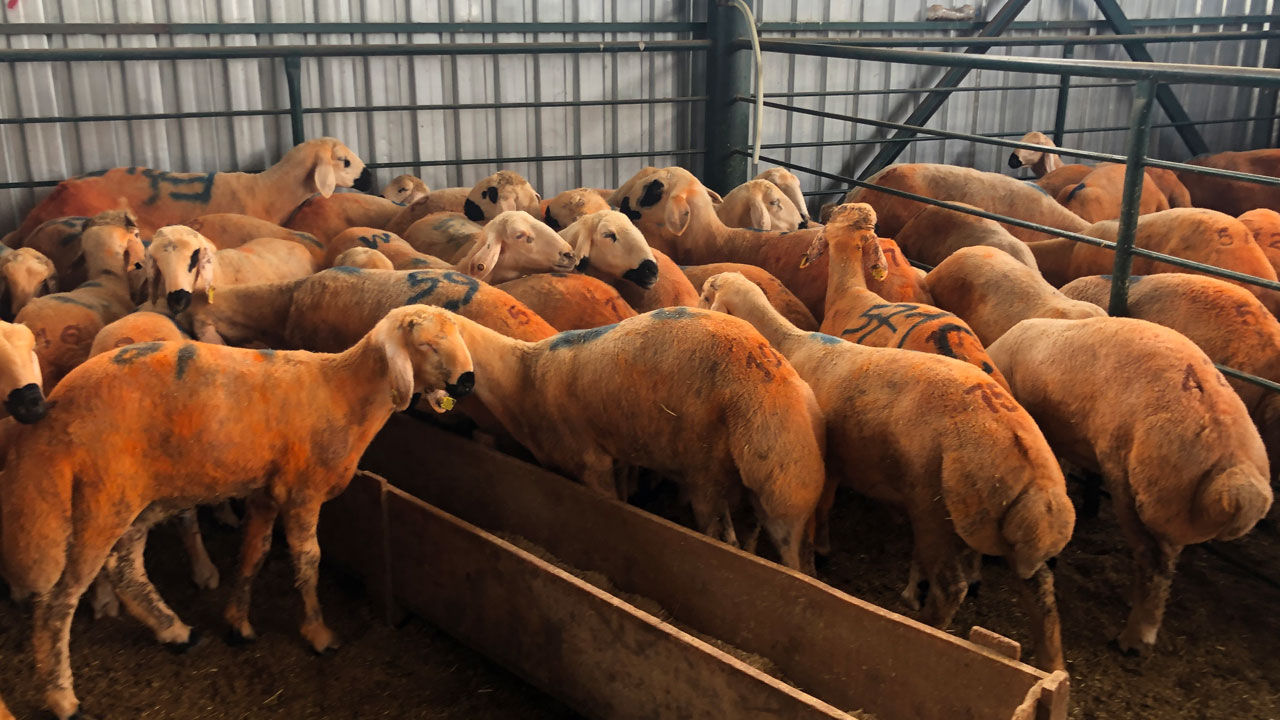 Bu kuzular sıradan değil! Sivas kangalı kuzular göz kamaştırıyor