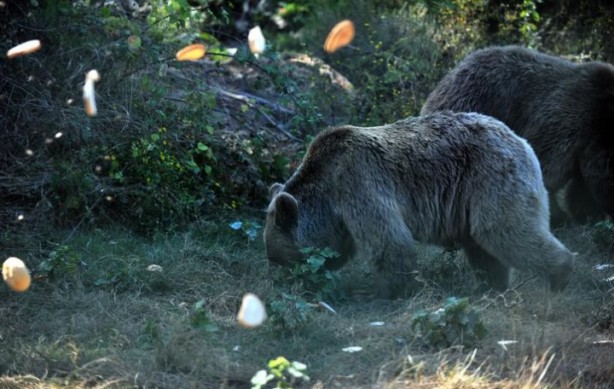 Foto - Bu leziz yemekler insanlar için değil! Bakın bu özel fırın kimler için çalışıyor