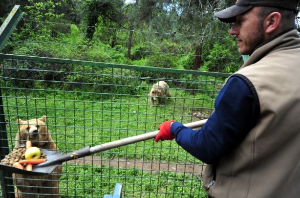 Foto - Bu leziz yemekler insanlar için değil! Bakın bu özel fırın kimler için çalışıyor