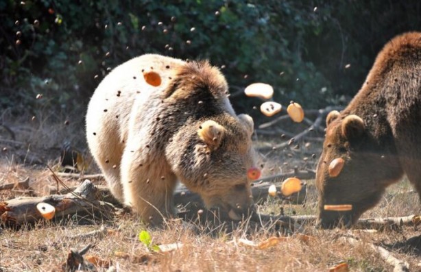 Foto - Bu leziz yemekler insanlar için değil! Bakın bu özel fırın kimler için çalışıyor