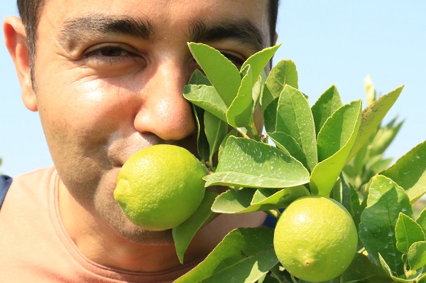 Foto - Bu limonun farkı ne? Diğerleri 3 TL bu limonun kilosu 40 TL