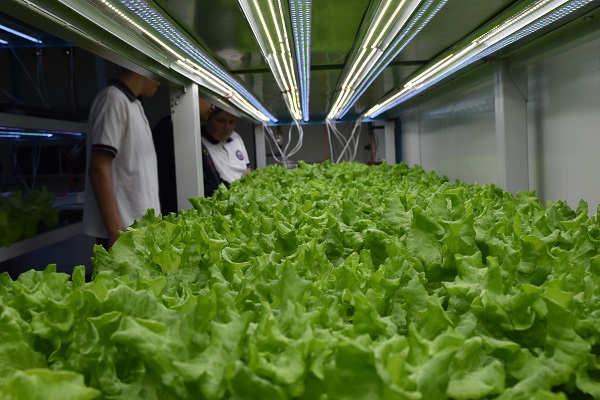 Foto - Bu lisede öğrenciler topraksız tarım yapıyor! 