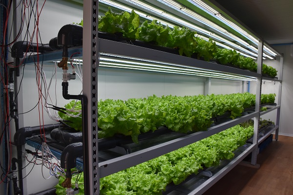 Foto - Bu lisede öğrenciler topraksız tarım yapıyor! 