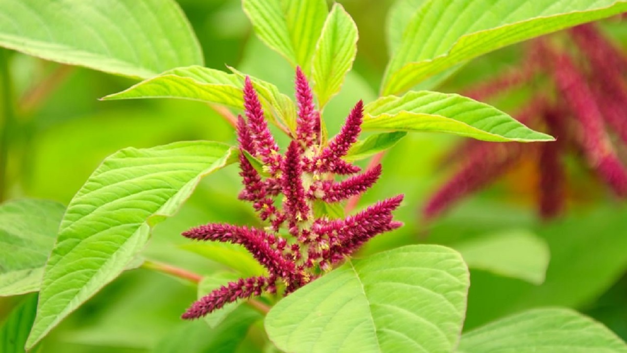 Foto - Bu listeyi mutlaka not alın! Mutluluğun sırrı tabağınızdan geçiyor 