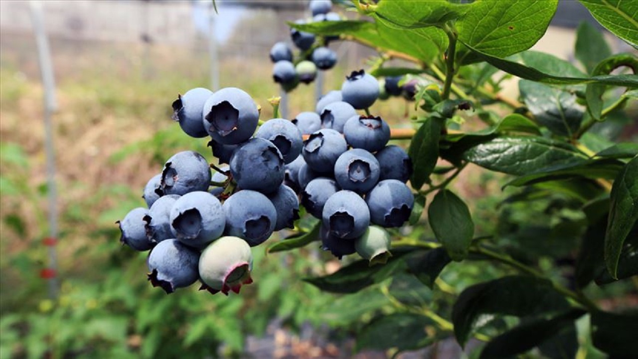 Foto - Bu listeyi mutlaka not alın! Mutluluğun sırrı tabağınızdan geçiyor 