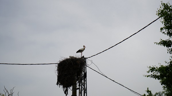 Foto - Bu mahalleden geçenler gözlerine inanamıyor!