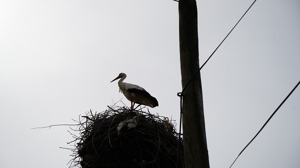 Foto - Bu mahalleden geçenler gözlerine inanamıyor!