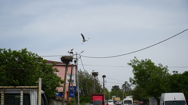 Foto - Bu mahalleden geçenler gözlerine inanamıyor!