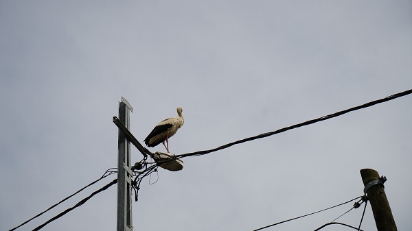 Foto - Bu mahalleden geçenler gözlerine inanamıyor!