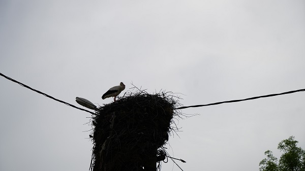Foto - Bu mahalleden geçenler gözlerine inanamıyor!