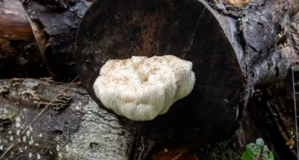 Foto - Bu mantar diğerlerinden çok farklı! Dokunana hapis cezası var