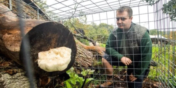 Bu mantar diğerlerinden çok farklı! Dokunana hapis cezası var