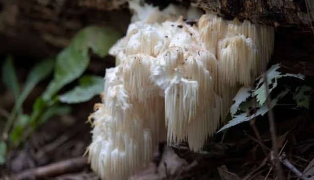Foto - Bu mantar diğerlerinden çok farklı! Dokunana hapis cezası var