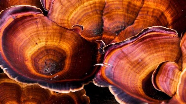 Bu mantar kadar sağlıklısı yok! Faydaları saymakla bitmiyor