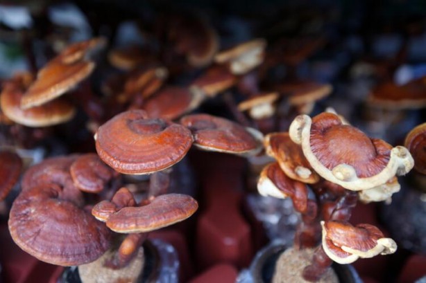 Foto - Bu mantar kadar sağlıklısı yok! Faydaları saymakla bitmiyor