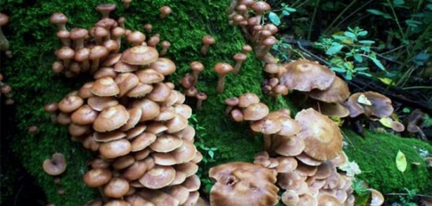 Foto - Bu mantarın kilosu 800 TL!