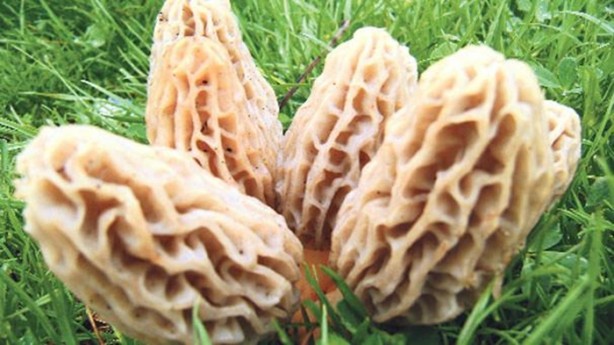 Foto - Bu mantarın kilosu 800 TL!