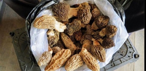 Foto - Bu mantarın kilosu 800 TL!